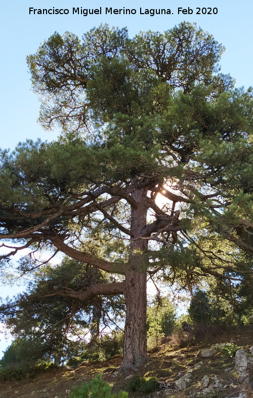 Pino laricio - Pino laricio. Loma de Cagasebo - Quesada