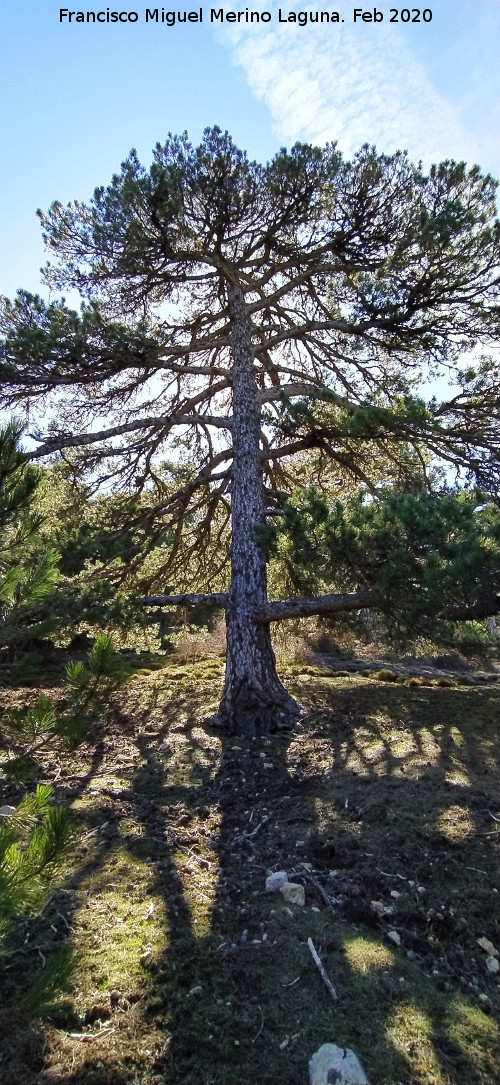 Pino laricio - Pino laricio. Loma de Cagasebo - Quesada