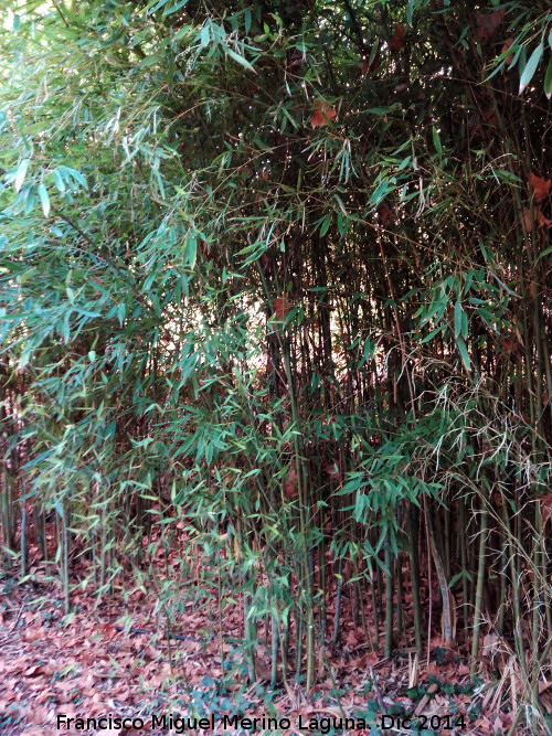 Jardines de Mata Bejid - Jardines de Mata Bejid. Bambú