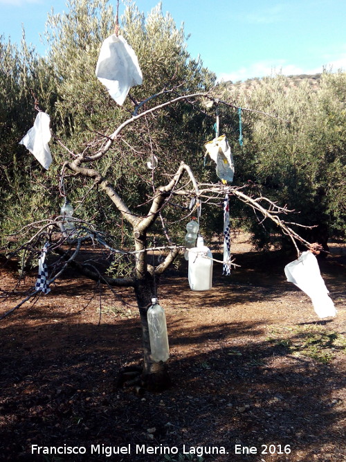 Curiosidades - Curiosidades. Árbol espantapájaros en la Loma del Caballo - Castillo de Locubín