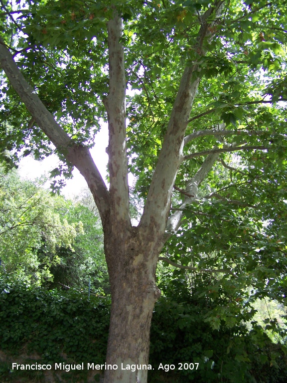Plátano de sombra - Plátano de sombra. Valdepeñas