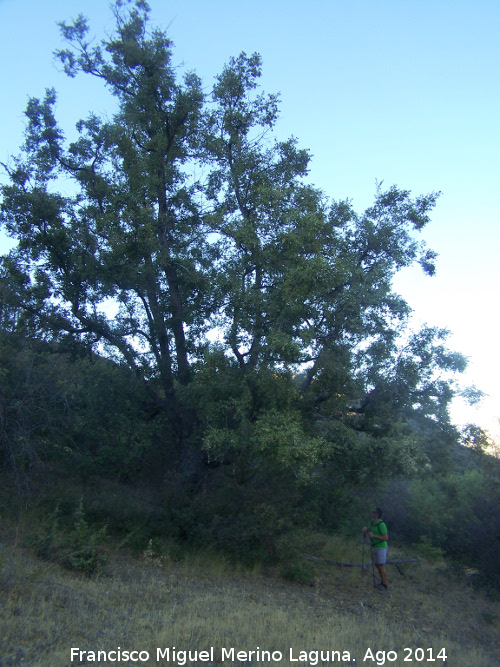 Quejigo - Quejigo. Moralejo - Valdepeñas de Jaén