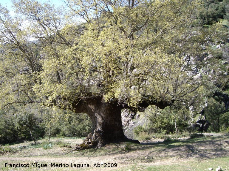 Quejigo - Quejigo. Quejigo del Amo. Valdepeñas