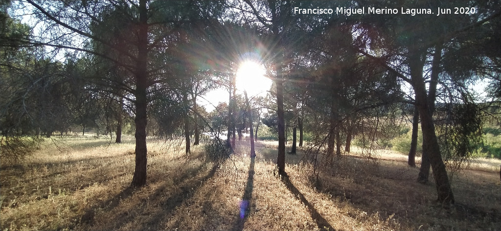 Sol - Sol. Pinares del Guadal�n - Vilches