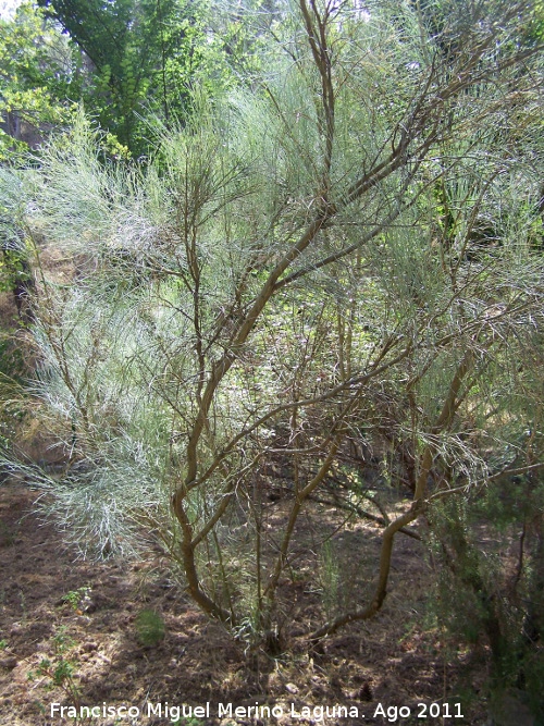Retama - Retama. Peña del Olivar - Siles