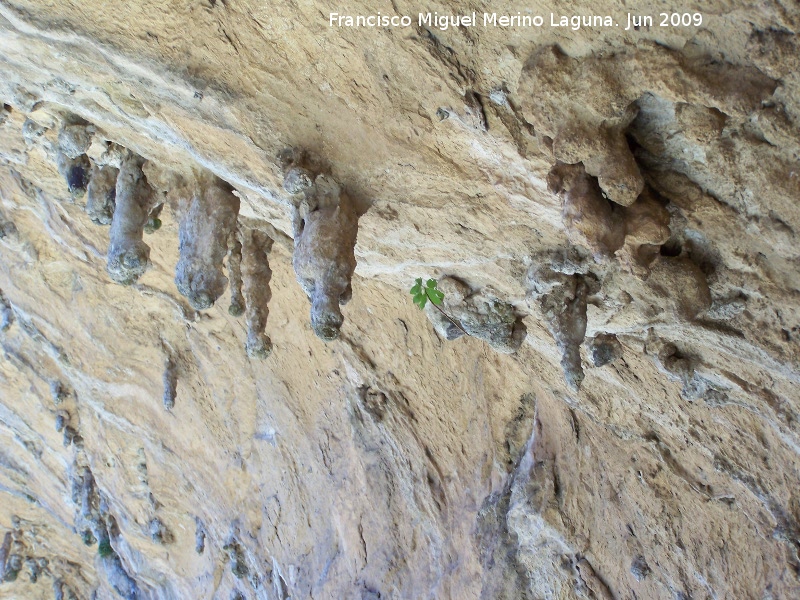 Pinturas rupestres del Abrigo de los Ca�ones IV - Pinturas rupestres del Abrigo de los Ca�ones IV. Estalactitas