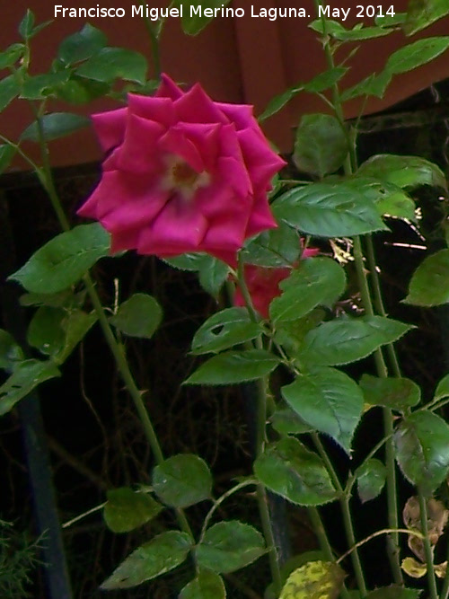 Rosal - Rosal. Casa de las Campanas - Córdoba