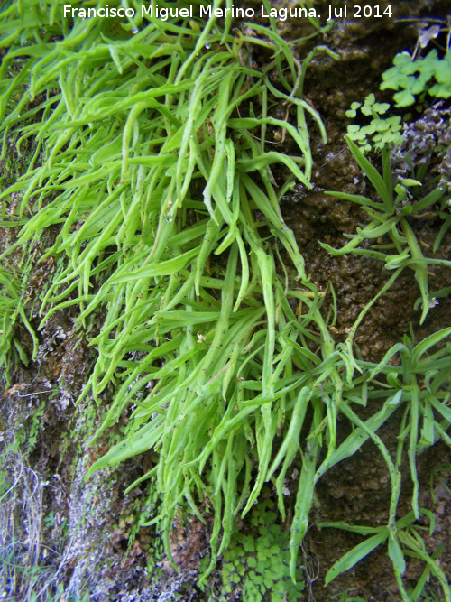 Grasilla - Grasilla. Travertinos del Río Borosa - Santiago Pontones