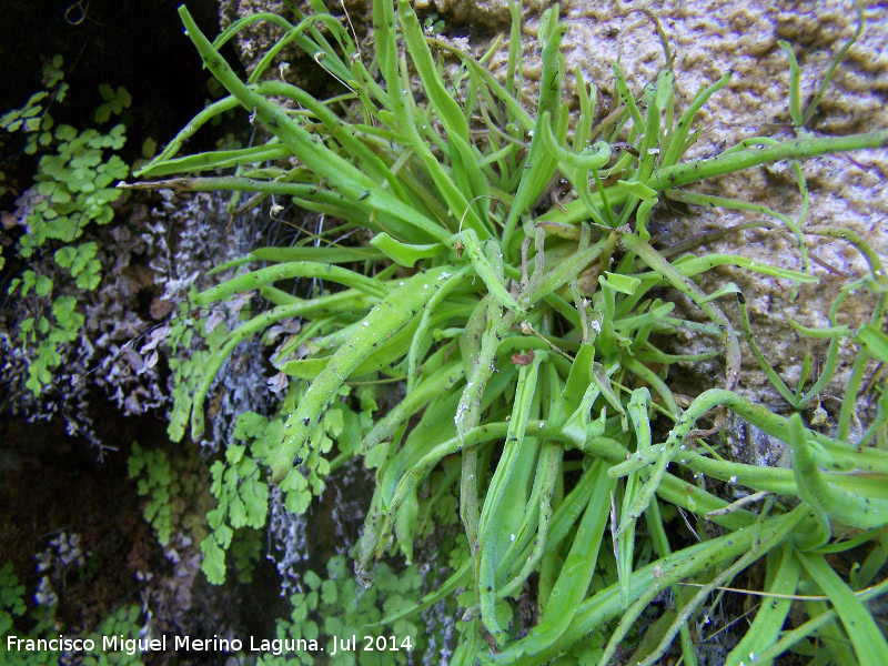 Grasilla - Grasilla. Travertinos del Río Borosa - Santiago Pontones