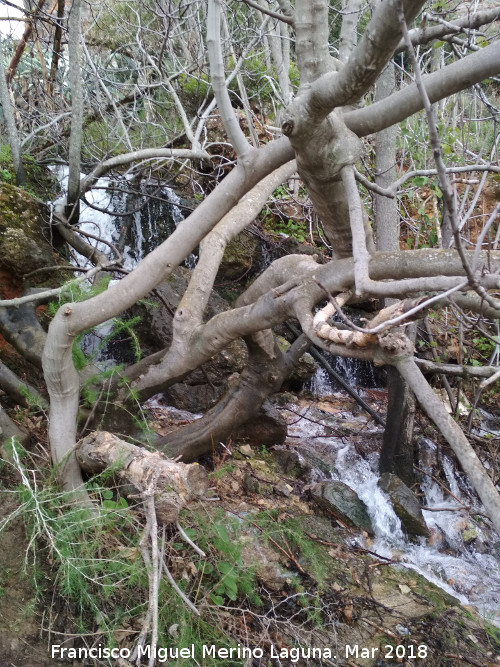 Fuente de la Peña - Fuente de la Peña. Nacimiento ocasional