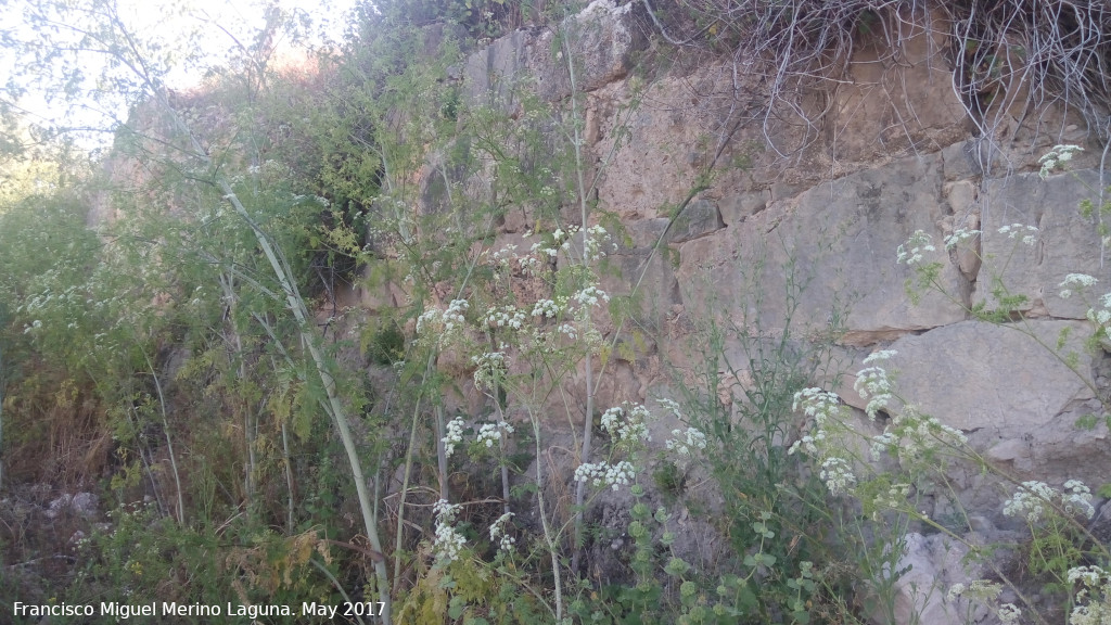 Cerro Alcalá - Cerro Alcalá. 