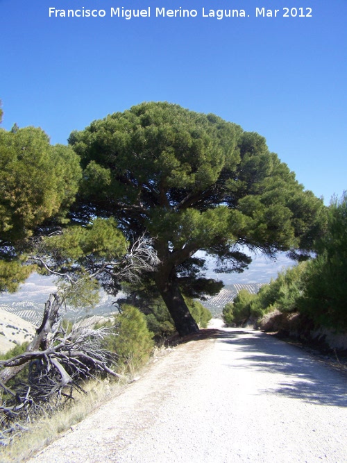 Pinar de Cánava - Pinar de Cánava. 