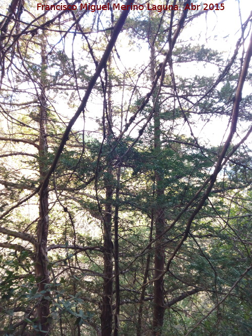 Tejo - Tejo. Bosque de Tejos - Valdepeñas