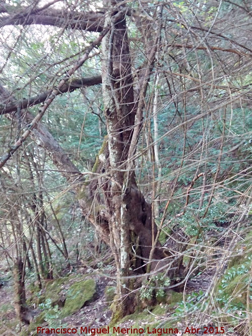 Tejo - Tejo. Bosque de Tejos - Valdepeñas