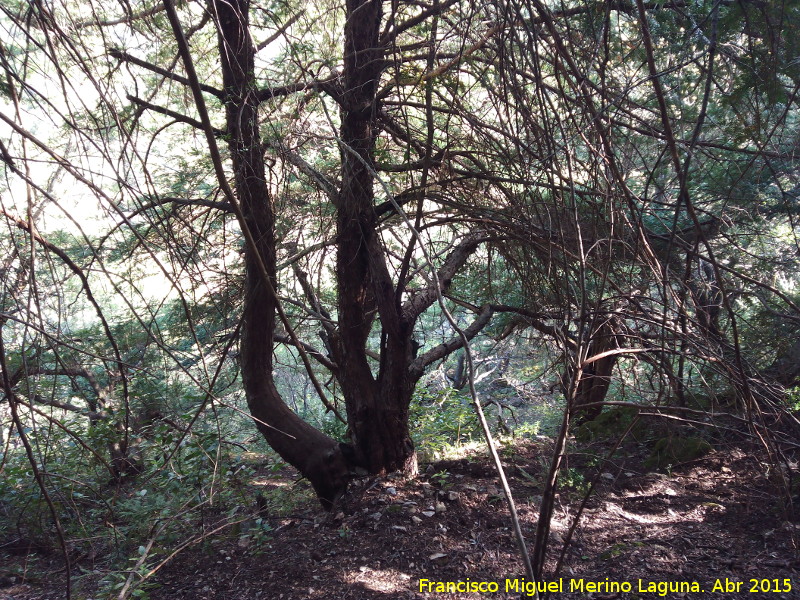 Tejo - Tejo. Bosque de Tejos - Valdepeñas