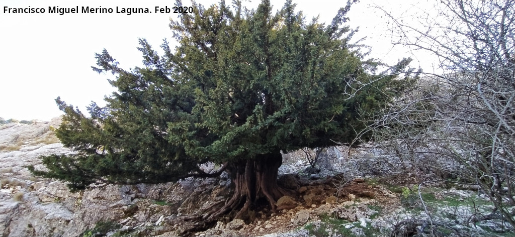 Tejo - Tejo. Tejo Milenario Macho - Quesada