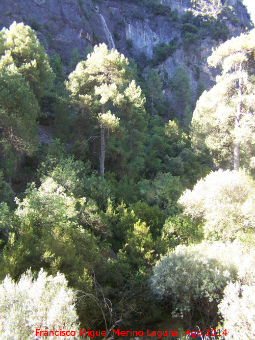 Cascada del Molino de Carrales - Cascada del Molino de Carrales. Caída al arroyo