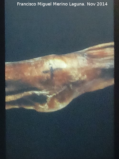 Ötzi - Ötzi. Tatuaje