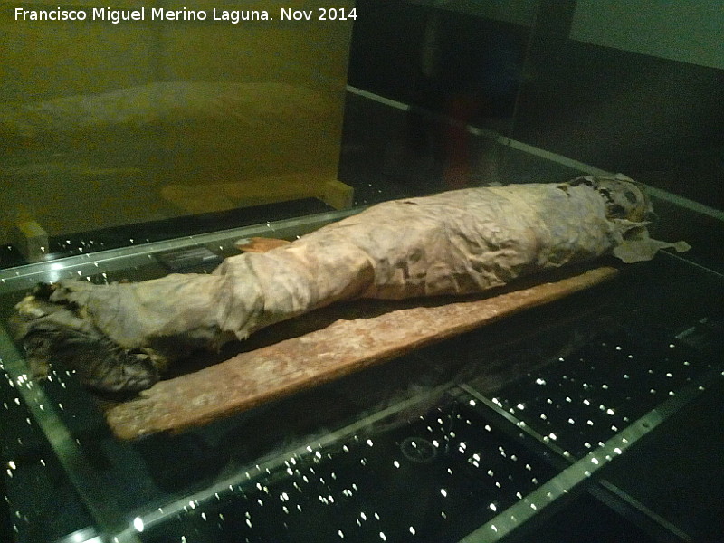 Museo Arqueolgico de Tenerife - Museo Arqueolgico de Tenerife. Momia Guanche