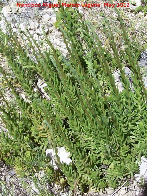 Uña de gato - Uña de gato. Tajo de las Palomas - Moclín