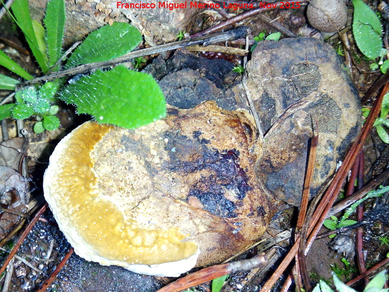 Pisolito tinctóreo - Pisolito tinctóreo. El Vaquerizo - Castellar