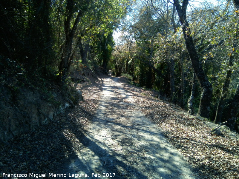 Quejigal de San Bartolomé - Quejigal de San Bartolomé. 