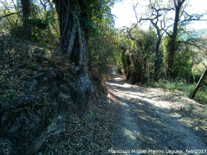 Quejigal de San Bartolomé - Quejigal de San Bartolomé. 