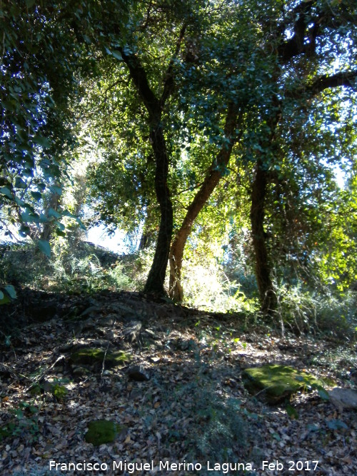 Quejigal de San Bartolomé - Quejigal de San Bartolomé. 