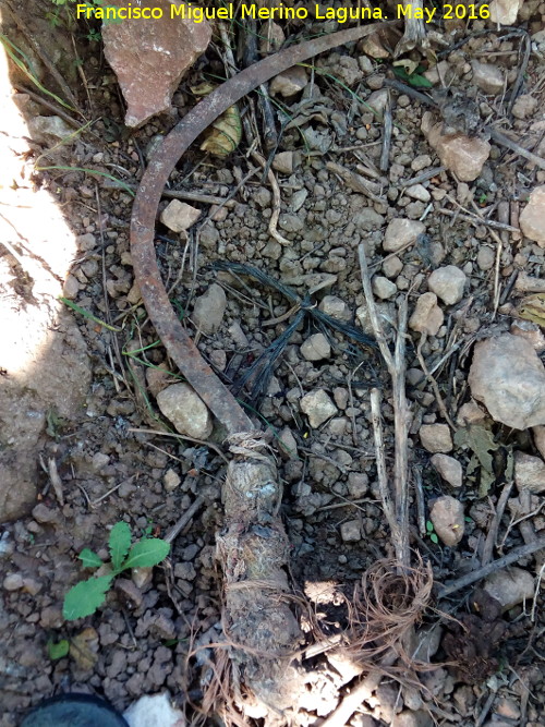 Era de Los Pérez - Era de Los Pérez. Hoz