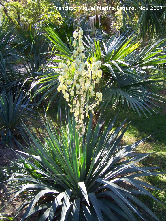 Yuca - Yuca. Córdoba