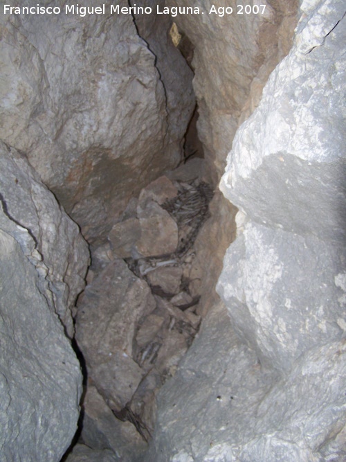 Grieta del antiguo aprisco - Grieta del antiguo aprisco. Esqueleto de oveja o cabra que calló en la Grieta
