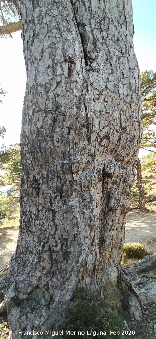 Pino de las Cruces - Pino de las Cruces. Cruces
