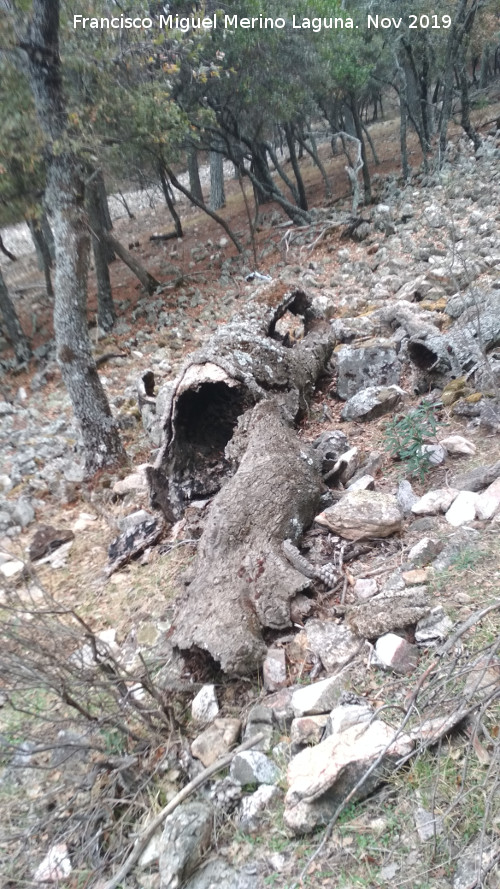 Cerro Monuera - Cerro Monuera. Tronco muerto en su ladera