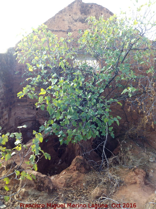 Casera de Santa Amalia - Casera de Santa Amalia. Lugar donde estaban las tinajas