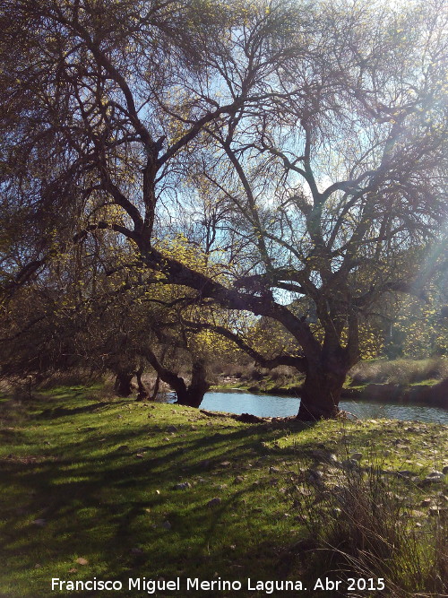Quejigos del Río Guarrizas - Quejigos del Río Guarrizas. 