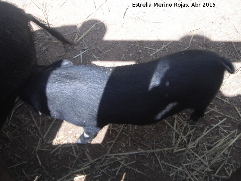 Cerdo - Cerdo. Zoo de Córdoba