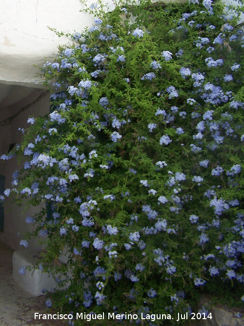 Celestina - Celestina. Aldea Los Almansas - Chilluévar