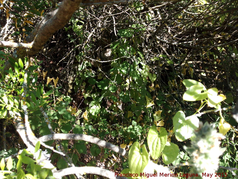 Yacimiento La Cerca - Yacimiento La Cerca. Muralla escondida entre la vegetación