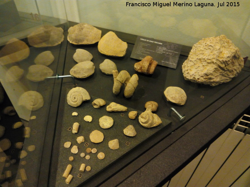 Museo de la Ciudad - Museo de la Ciudad. Fsiles del Terciario
