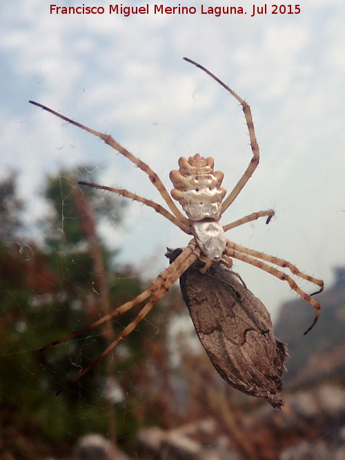 Araña tigre - Araña tigre. Cañada Real de Los Villares a la Guardia