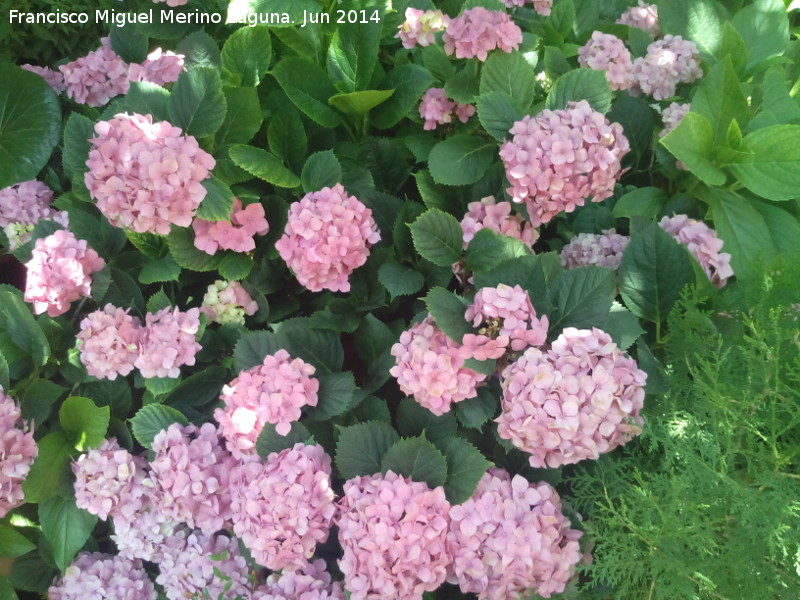 Hortensia - Hortensia. Castillo de Locubín
