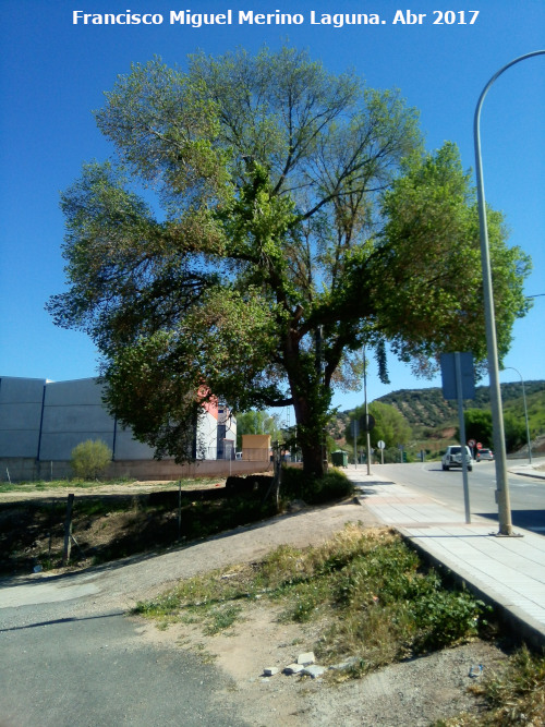 Alameda de las Navas - Alameda de las Navas. Último ejemplar de olmo que queda