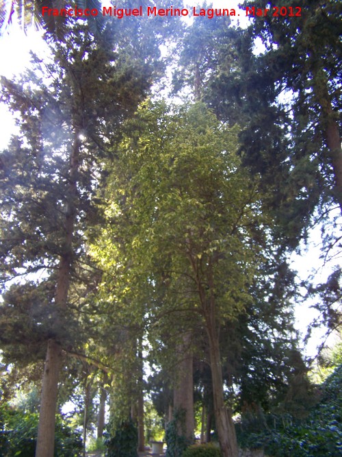 Paseo de los Adoquines - Paseo de los Adoquines. Árboles