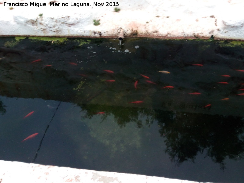 Pilar de la Atalaya - Pilar de la Atalaya. Caño y peces