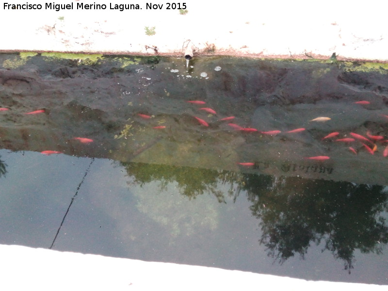 Pilar de la Atalaya - Pilar de la Atalaya. Caño y peces