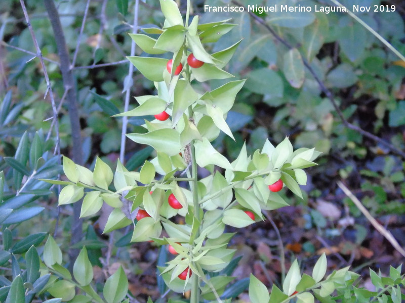 Rusco - Rusco. Ba�izuela - Torredelcampo