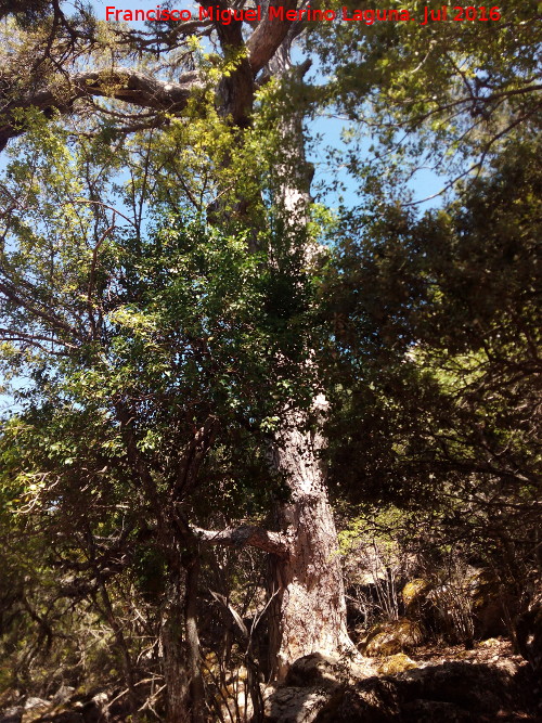 Barranco de la Cañada de las Fuentes - Barranco de la Cañada de las Fuentes. Ejemplar de pino laricio