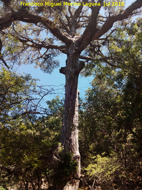 Barranco de la Cañada de las Fuentes - Barranco de la Cañada de las Fuentes. Ejemplar de pino laricio