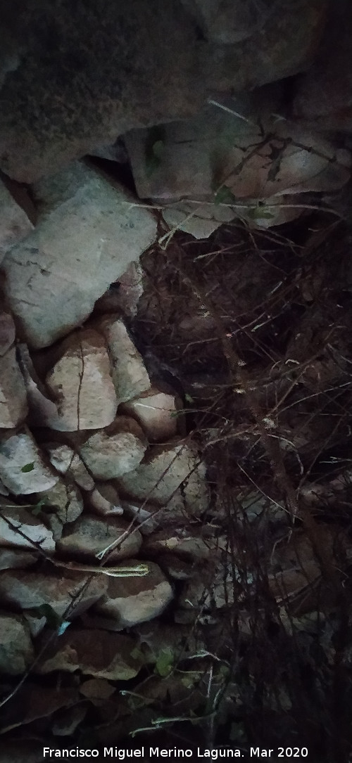 Caracol de Cañacanenilla - Caracol de Cañacanenilla. Bóveda