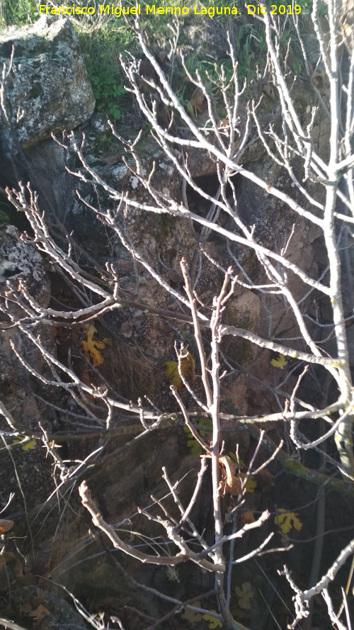 Castell�n de Caviedes - Castell�n de Caviedes. Abertura en la pared del hueco con �rbol